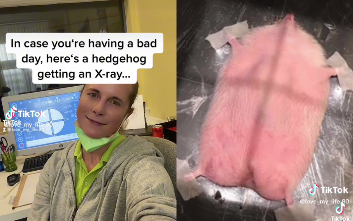 Hedgehog Getting XRay Sparks Delight 'Funnier Than I Could Have