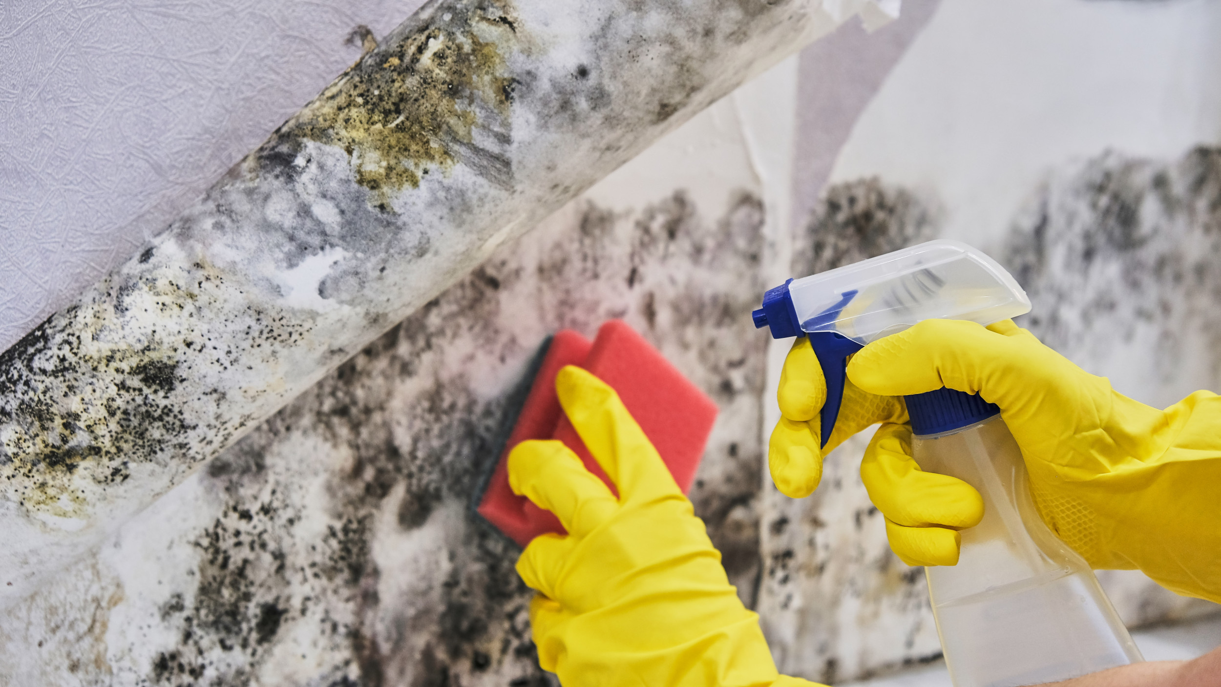 How to Identify & Get Rid of Black Mold From Water Damage