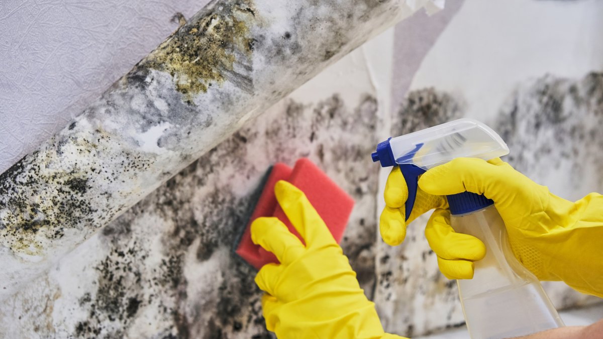 Top tips to clean black mold