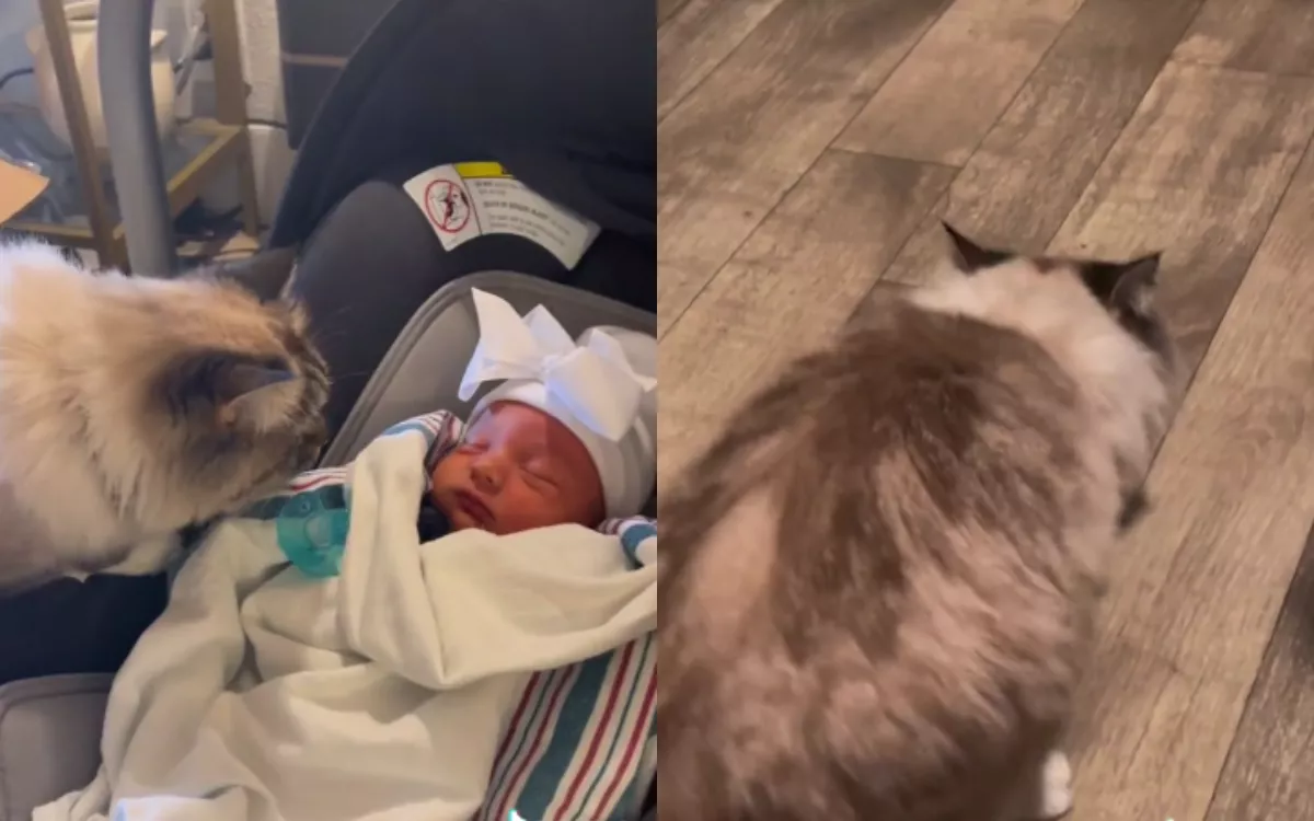 Cat Vomits After Meeting Owner's Newborn Baby: 'What A Way To Protest' - Vimarsana News