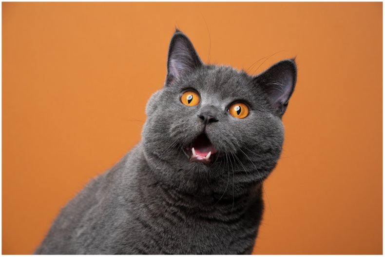 stock image of a shocked cat
