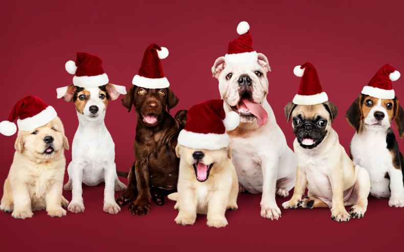 A selection of dogs in Christmas hats.
