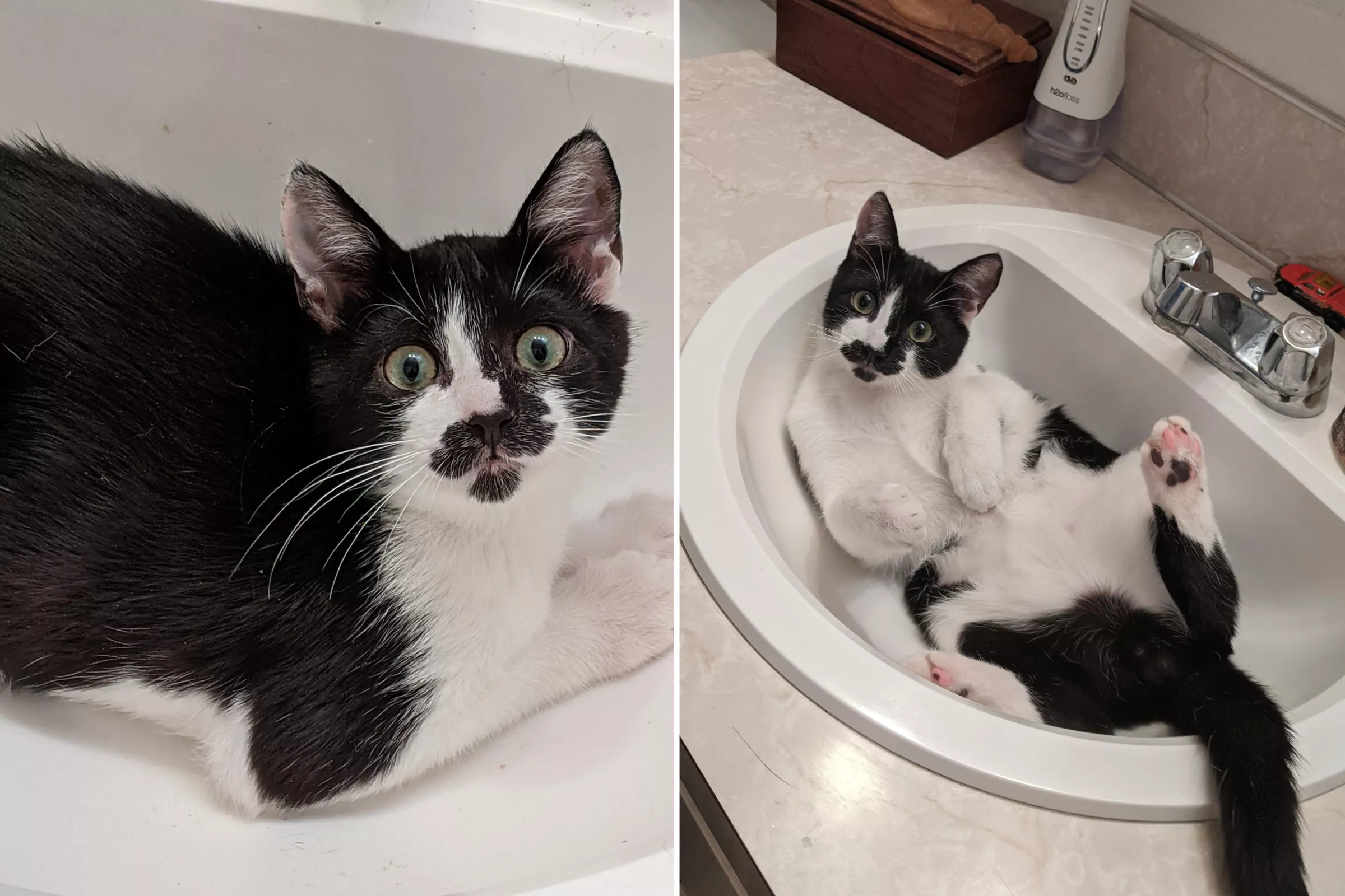 Zeb the Cat Who Loves Playing in the Bathtub Wins Pet of the Week - Vimarsana News