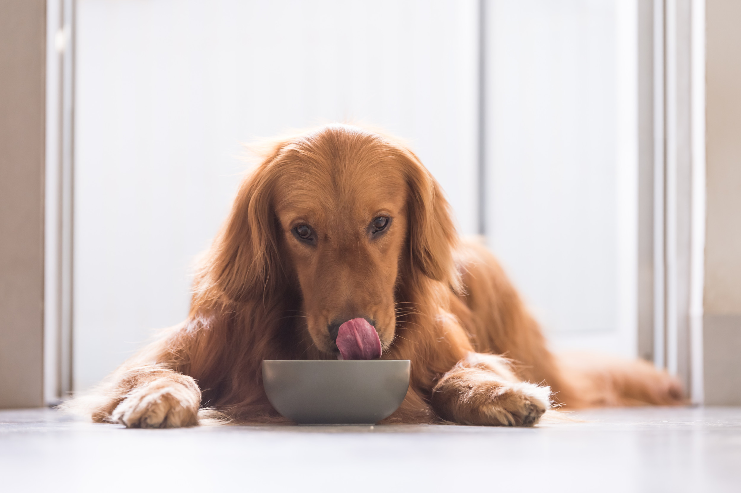 golden retrievers eating