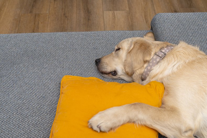 A Golden Retriever napping on a sofa