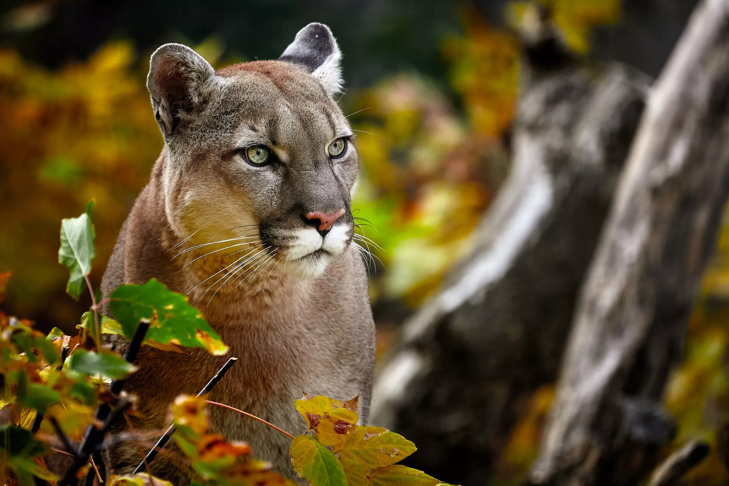 Teen Single-Handedly Fends Off Mountain Lion, Walks Away With Scratches - Vimarsana News