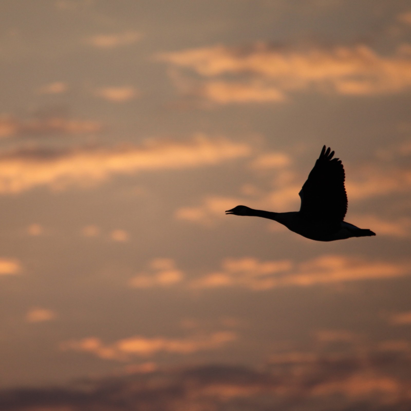 A Million Migrating Birds Expecting Kansas Wetlands Will Find Dust A Million Migrating Birds Expecting Kansas Wetlands Will Find Dust