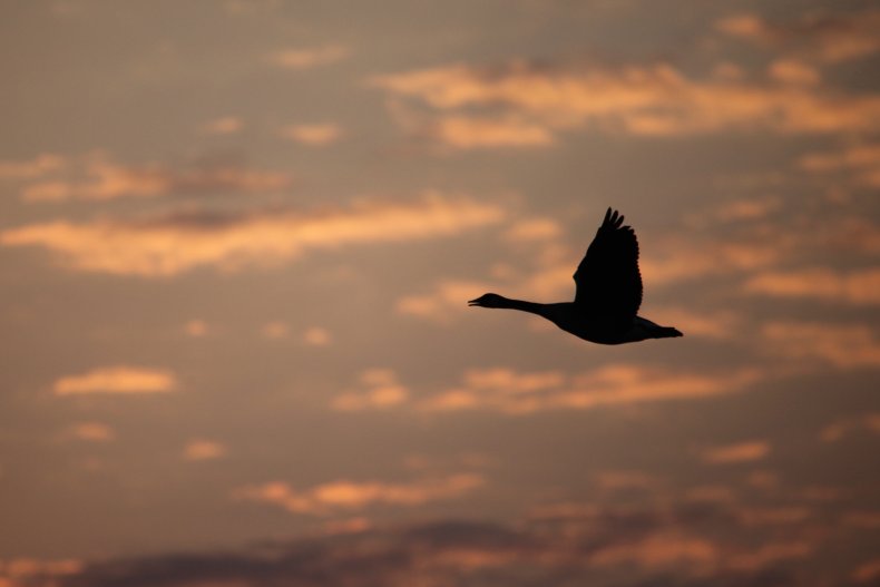 canada goose over wetlands