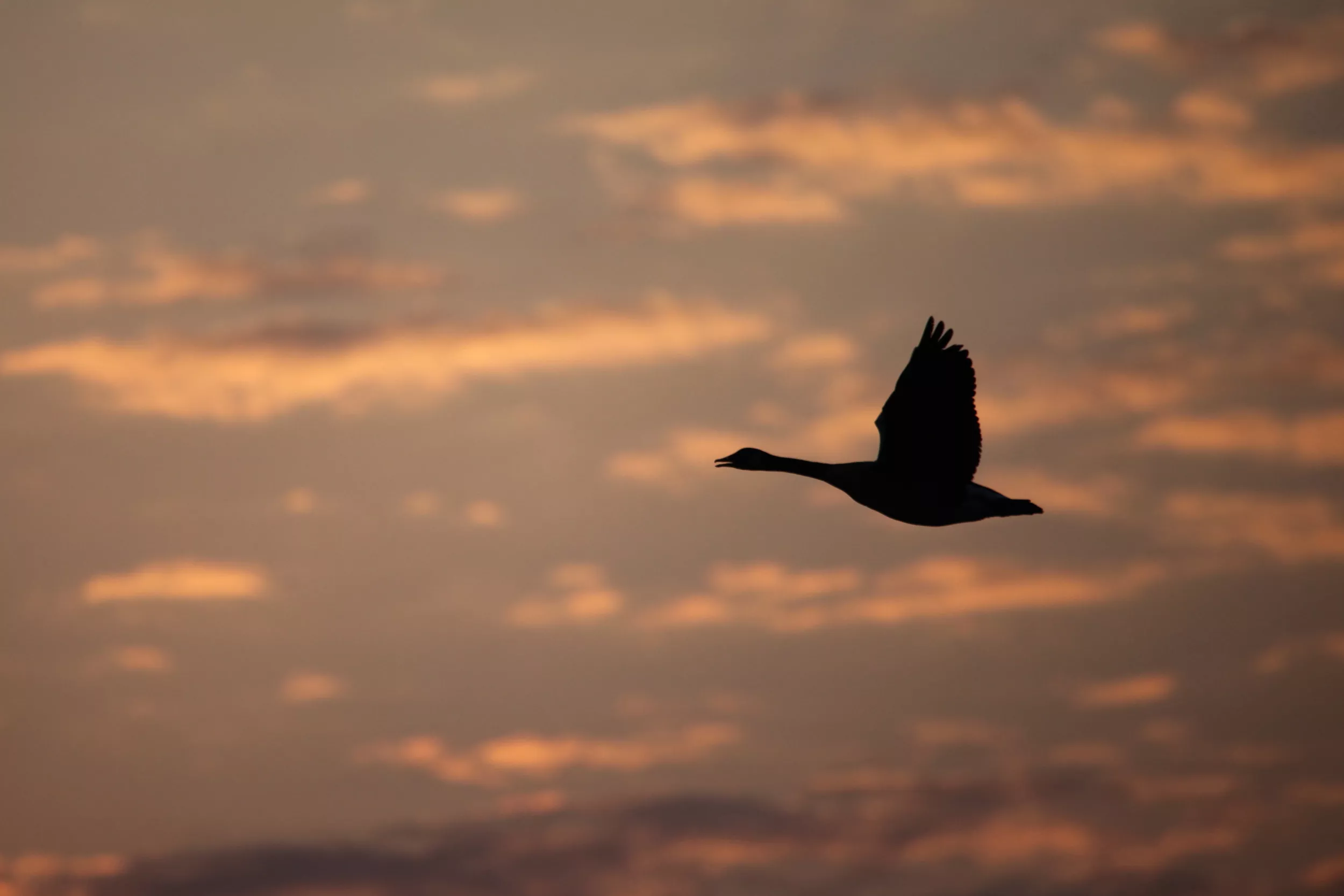 IN-DEPTH A Million Migrating Birds Expecting Kansas Wetlands Will Find Dust - Vimarsana News