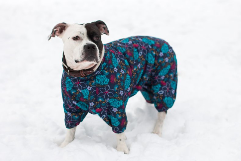 Dog in jumpsuit standing in snow. 
