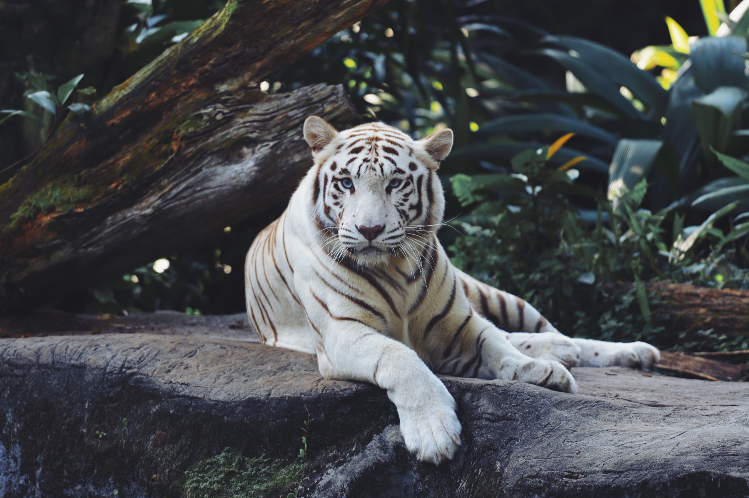 Public may get peek at white tiger cubs