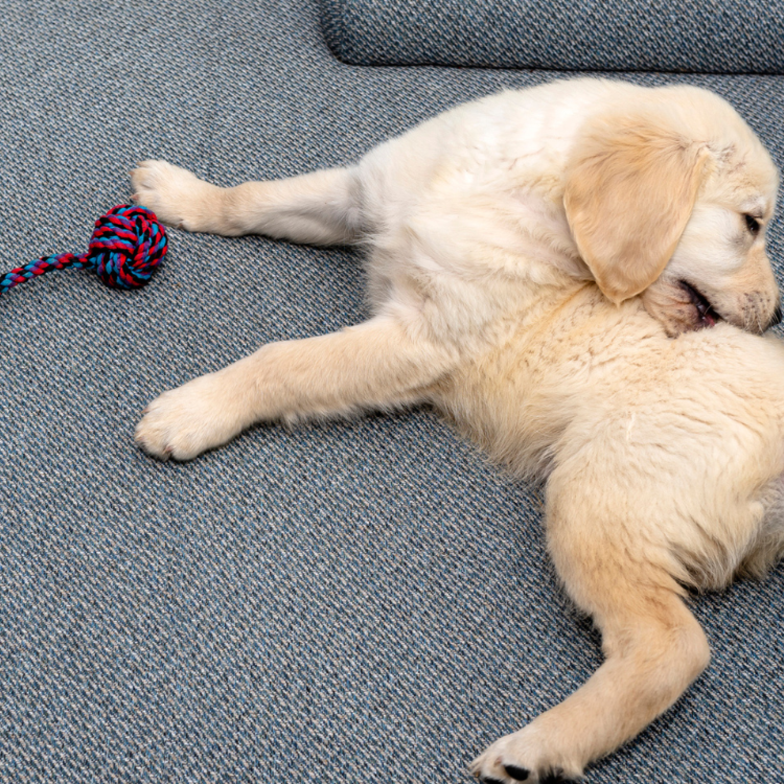 Golden 2024 retriever chewing