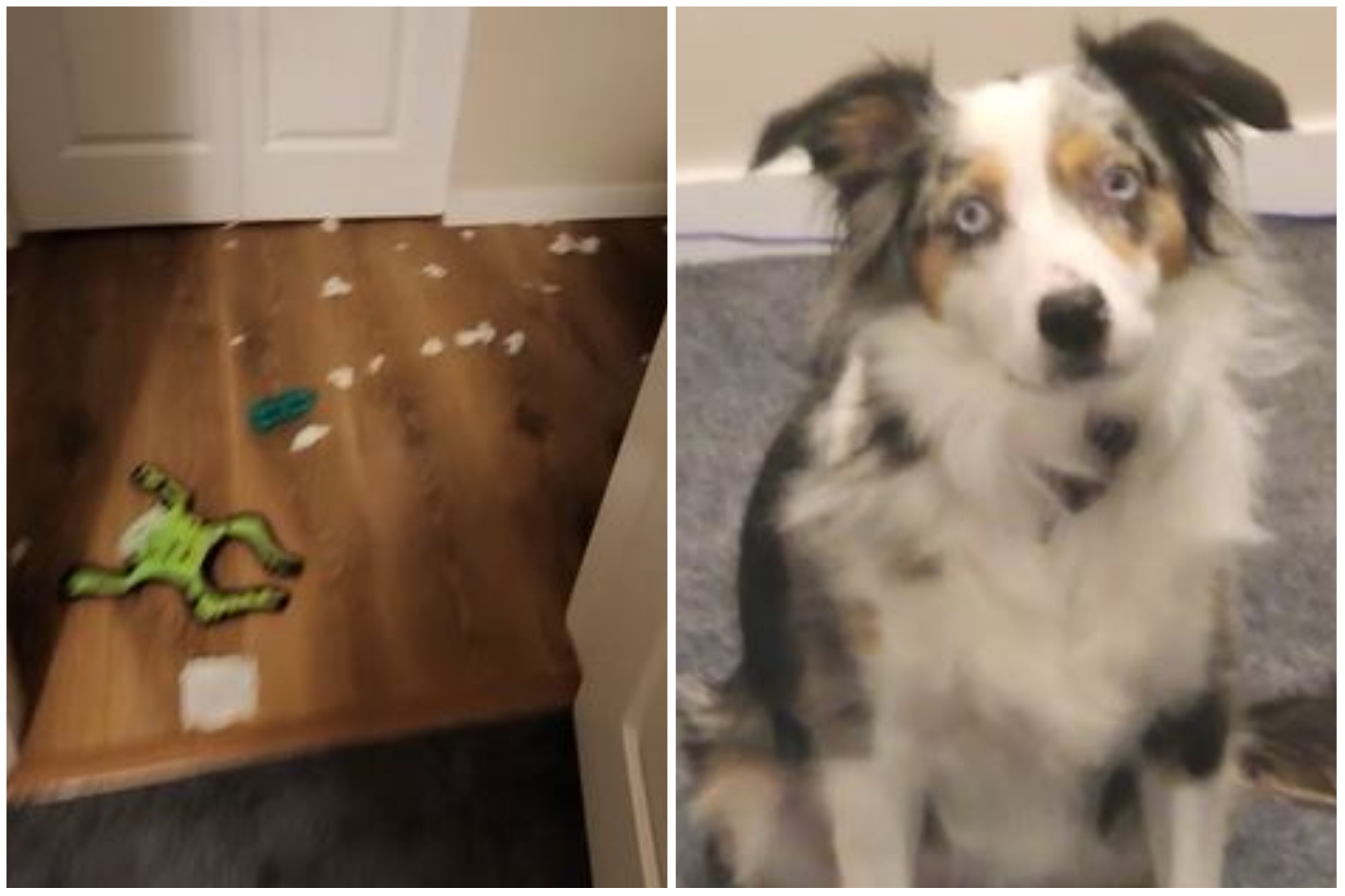 Dog Pawtends to be Innocent After Trashing Home While Owner Was in Meeting Dog Pawtends to be Innocent After Trashing Home While Owner Was in Meeting