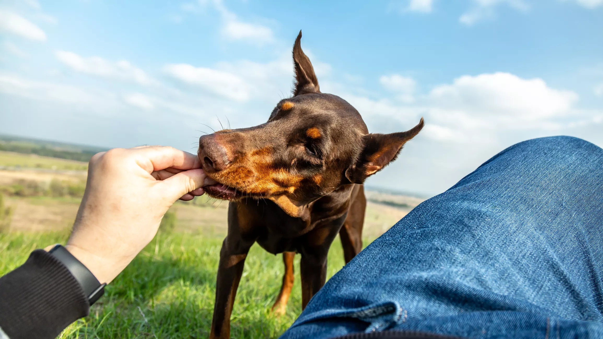 Terminally Ill Doberman Enjoying All of His Favorite Foods Breaks Hearts - Vimarsana News