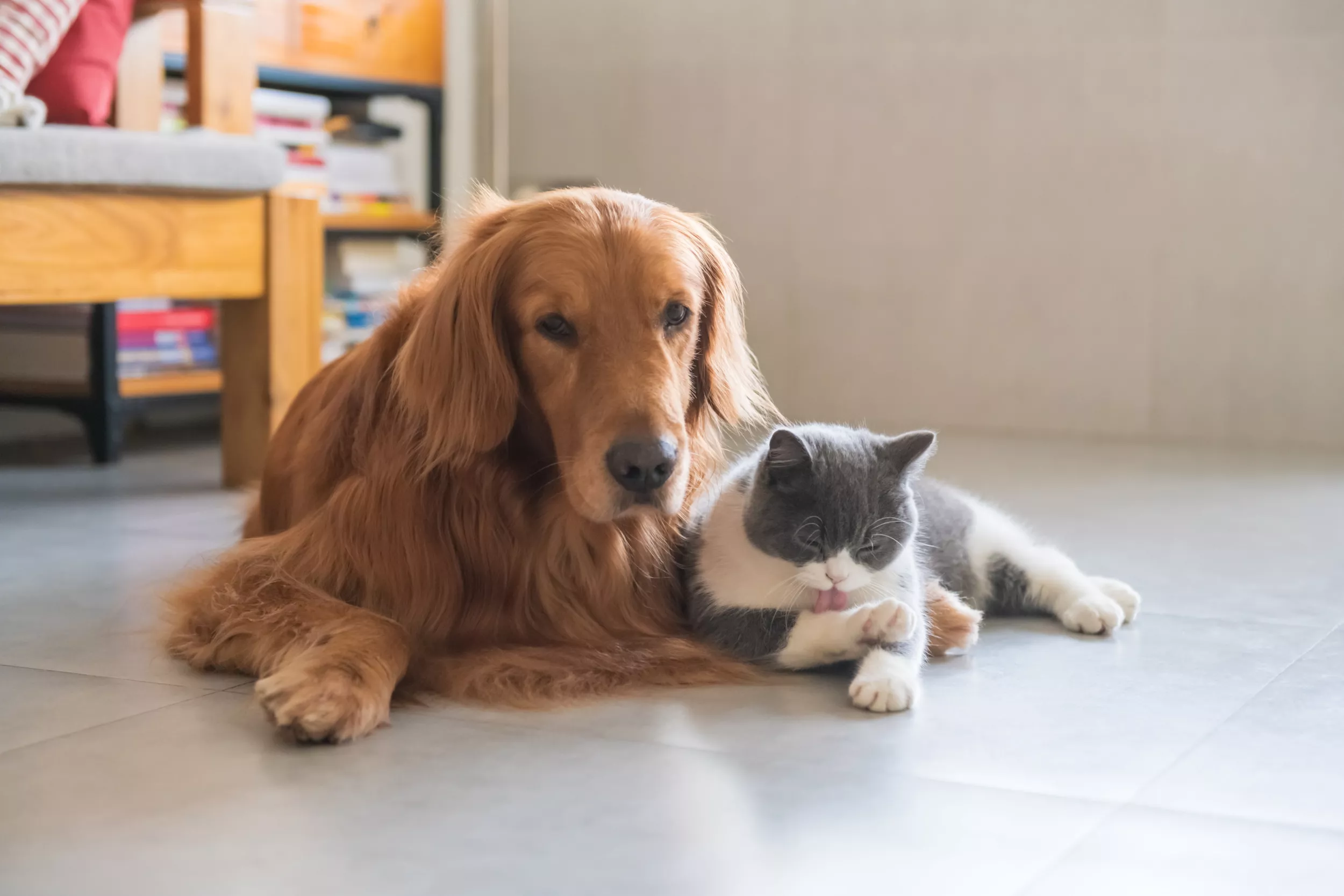 Golden Retriever and Cat Caught Cuddling and Fighting at Same Time - Vimarsana News