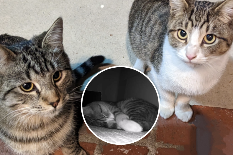 Kittens in custom shelter