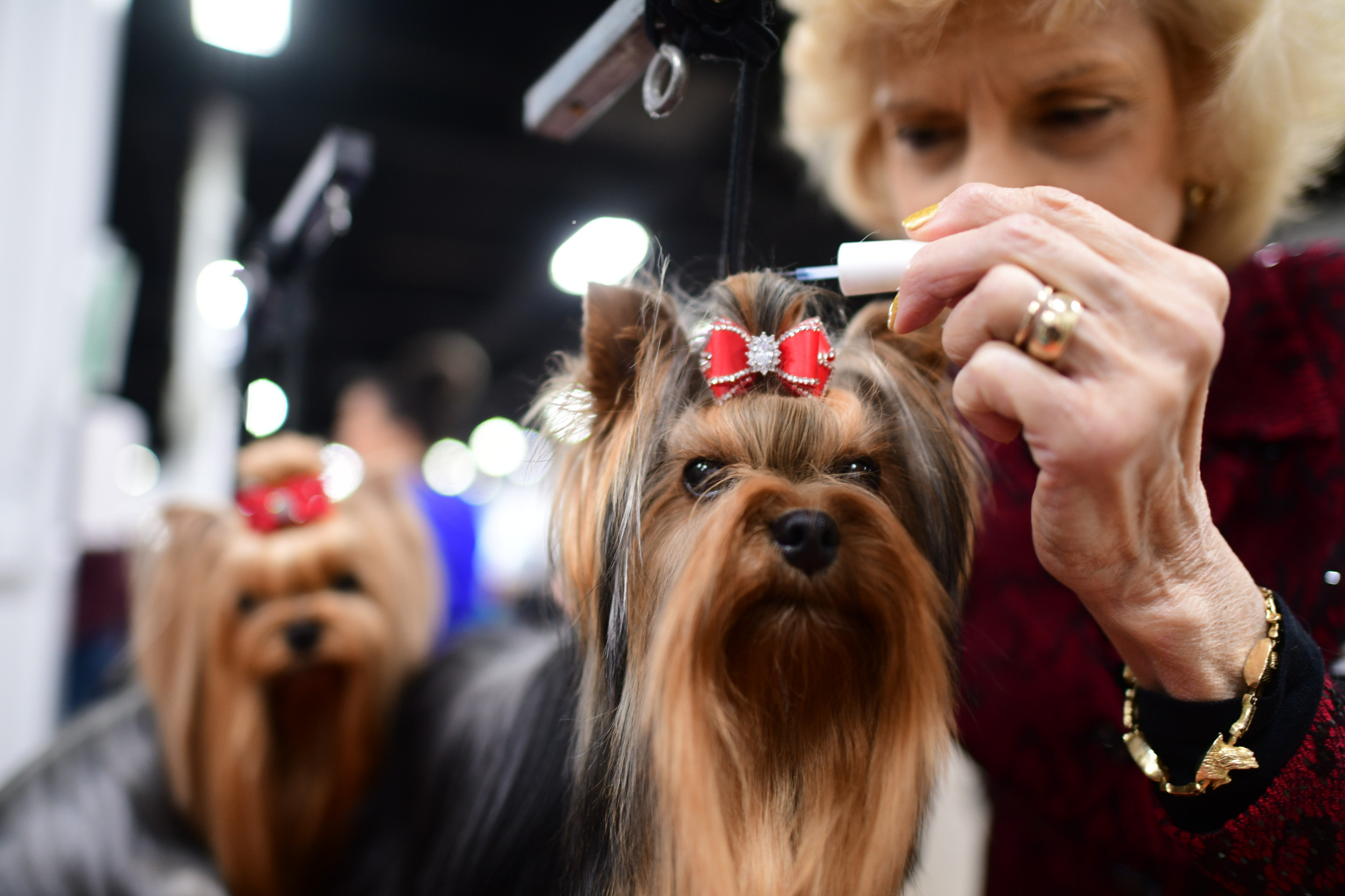Why You Shouldn’t Worry About Dogs Competing in Thanksgiving Day Show