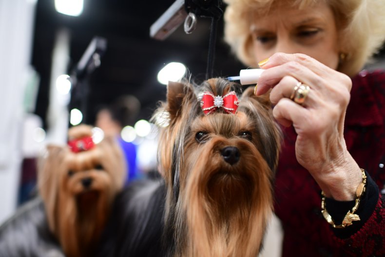 Woman grooms Yorkshire terrier