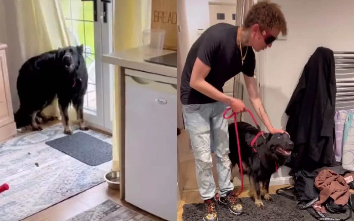 Man Flies 4,000 Miles to Save Aggressive German Shepherd Who Has Bitten People - Vimarsana News