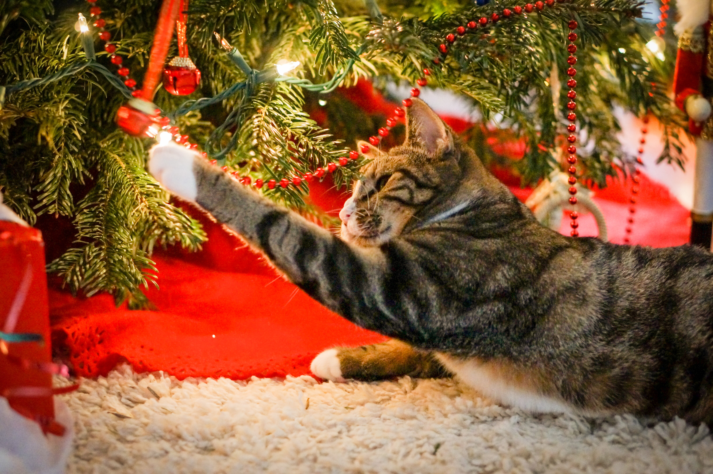 Cat under shop christmas tree