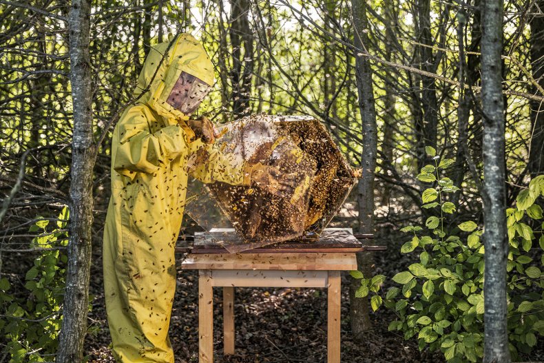 Lamborghini Park bee hives