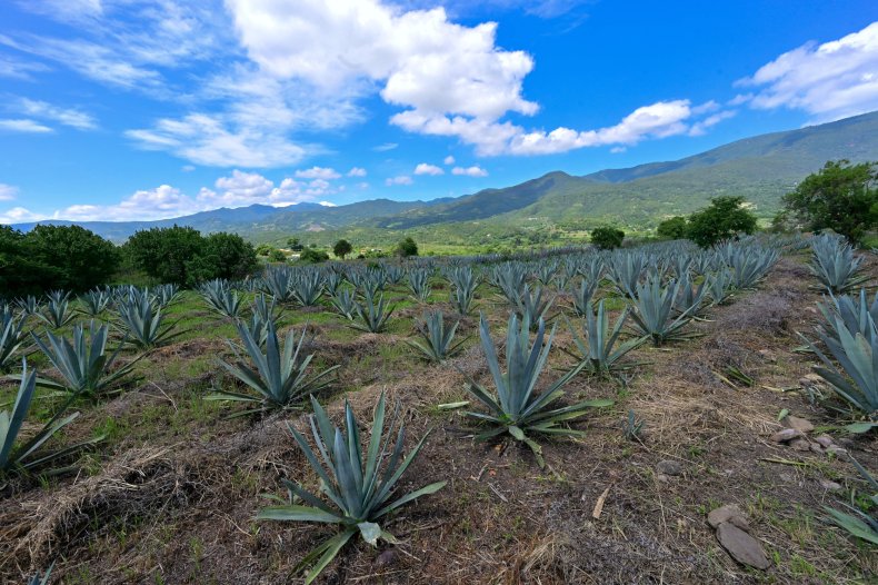 Picture of a field of espadin agave