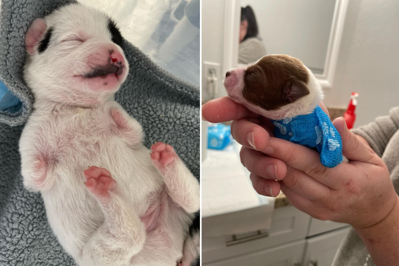 Puppies with 'serious genetic abnormalities' rescued from backyard breeder A puppy with missing limbs