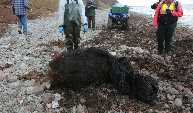 Fishing gear found in whale stomach
