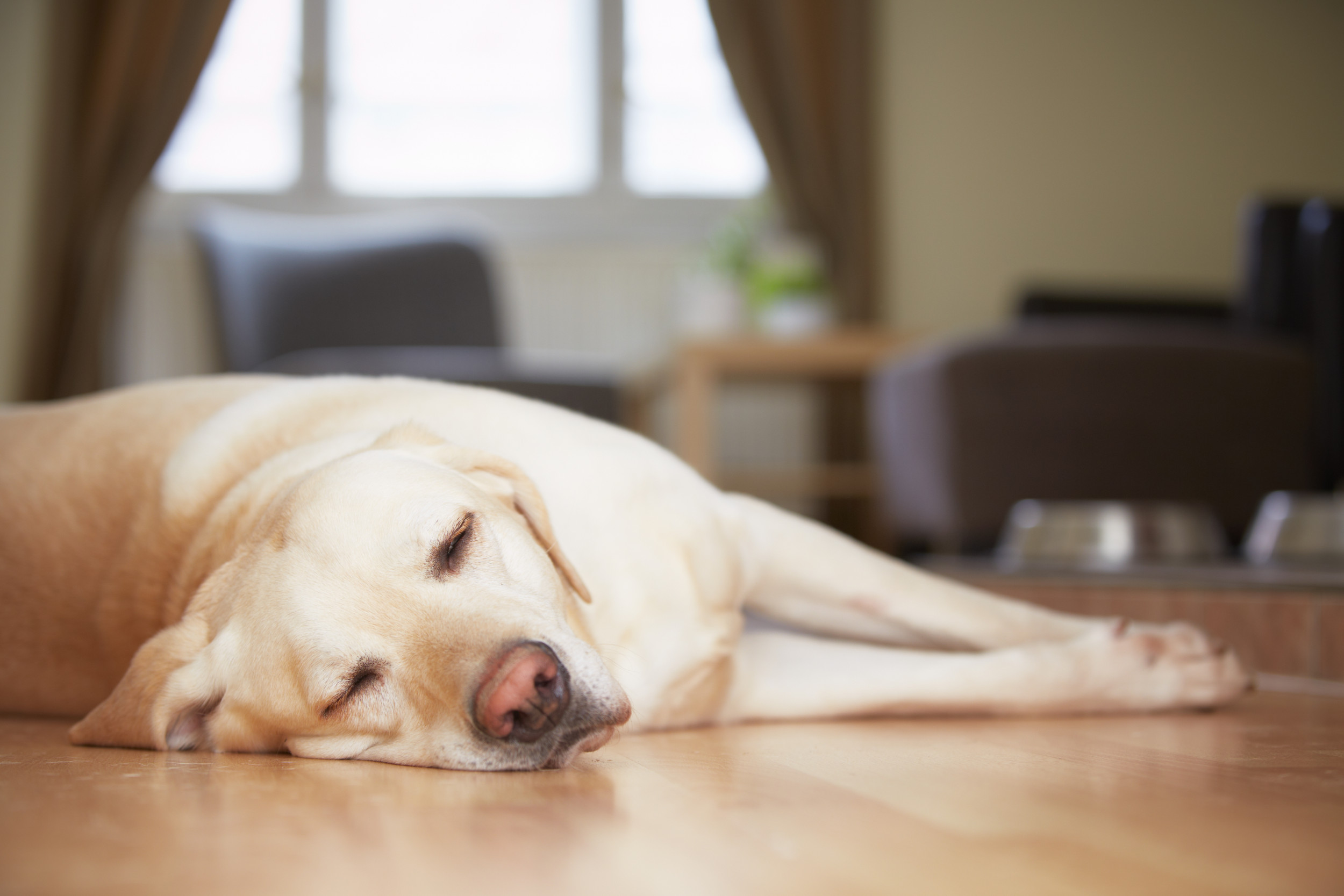 Dog sleeping on hard 2024 floor