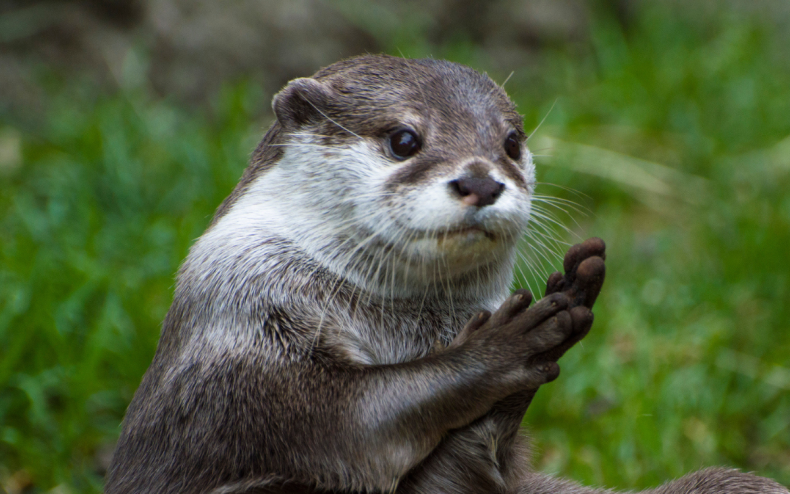 An otter clapping.