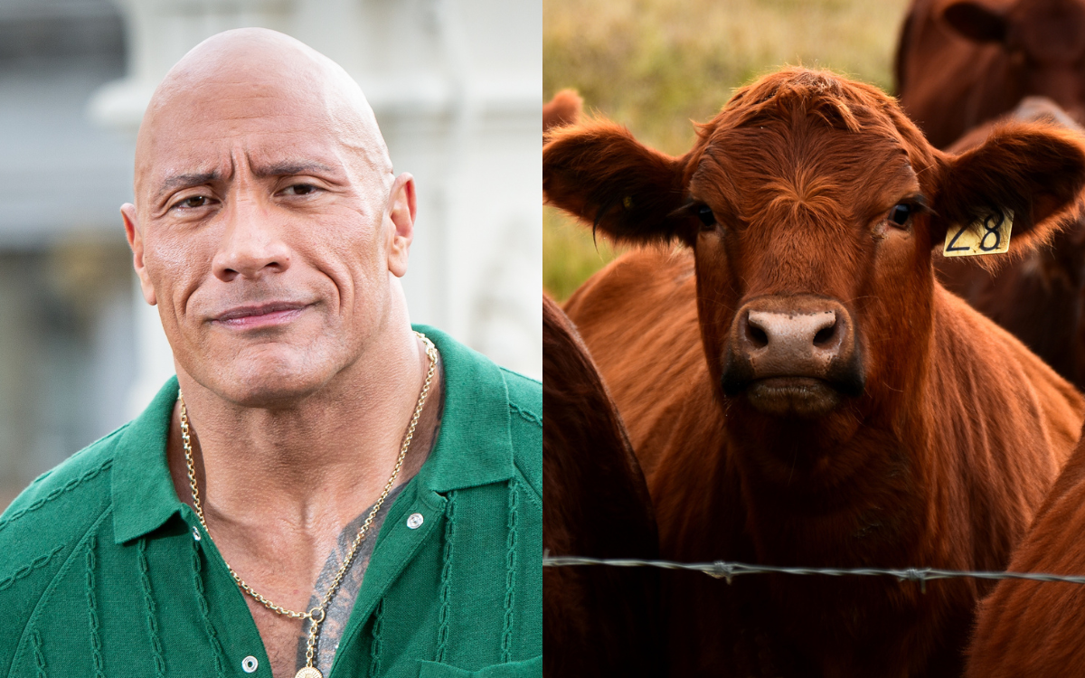 Dwayne 'The Rock' Johnson Reacts to Cow Doing His Iconic Eyebrow Raise