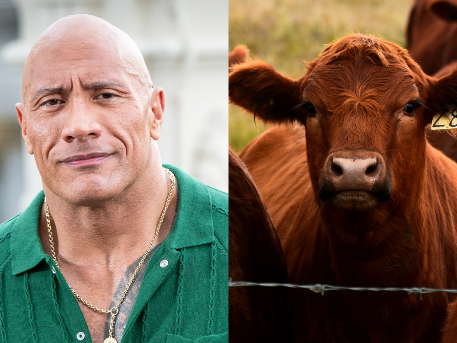 Dwayne 'The Rock' Johnson Reacts to Cow Doing His Iconic Eyebrow Raise