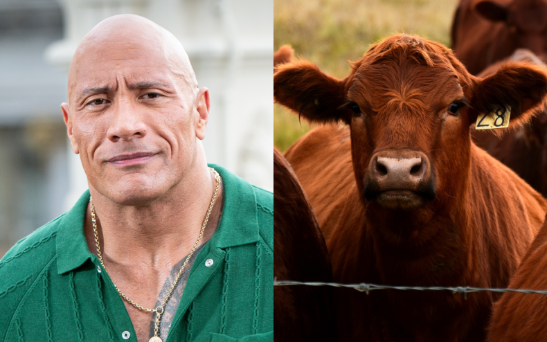 Dwayne Johnson and a cow.
