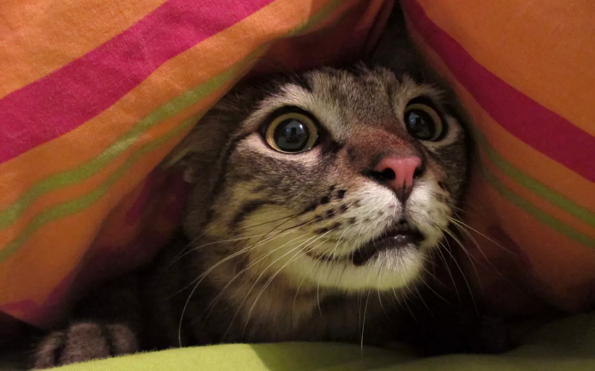 Cat refuses to sleep in bed until it's been packed away in hilarious video
