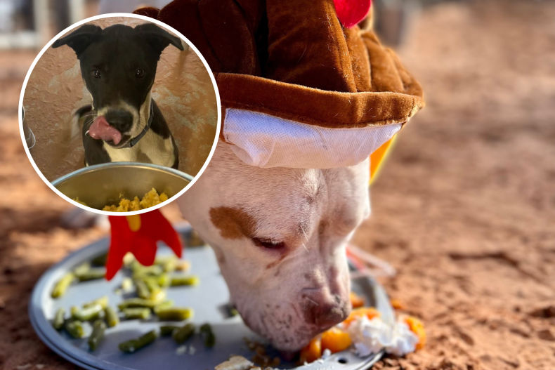 Dogs enjoy Thanksgiving meal