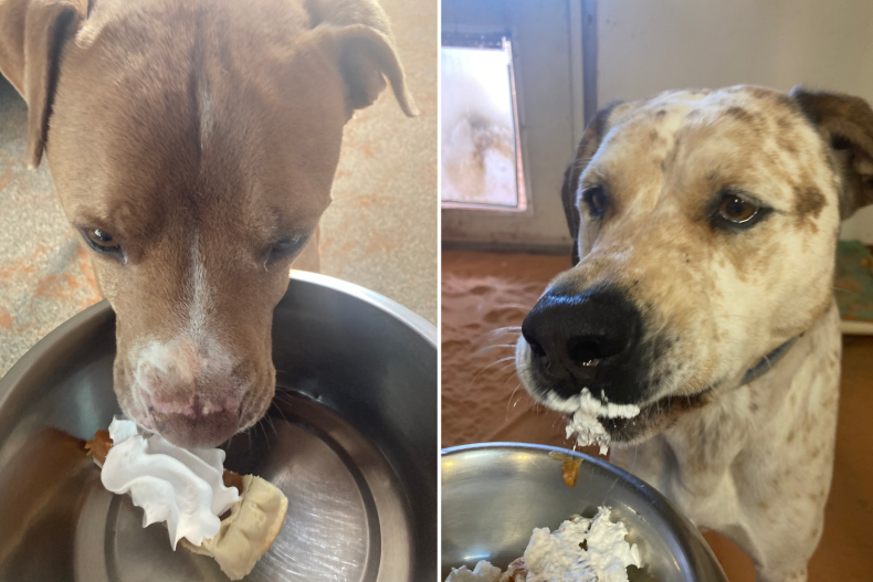 Un refuge pour chiens surprend les sauvetages avec un repas de Thanksgiving adapté aux chiens 2 Les chiens de refuge apprécient la tarte à la citrouille