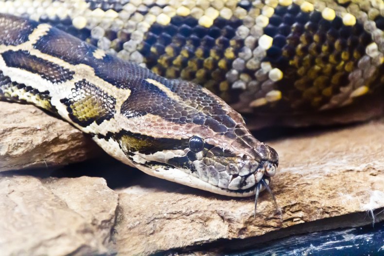 Pythons