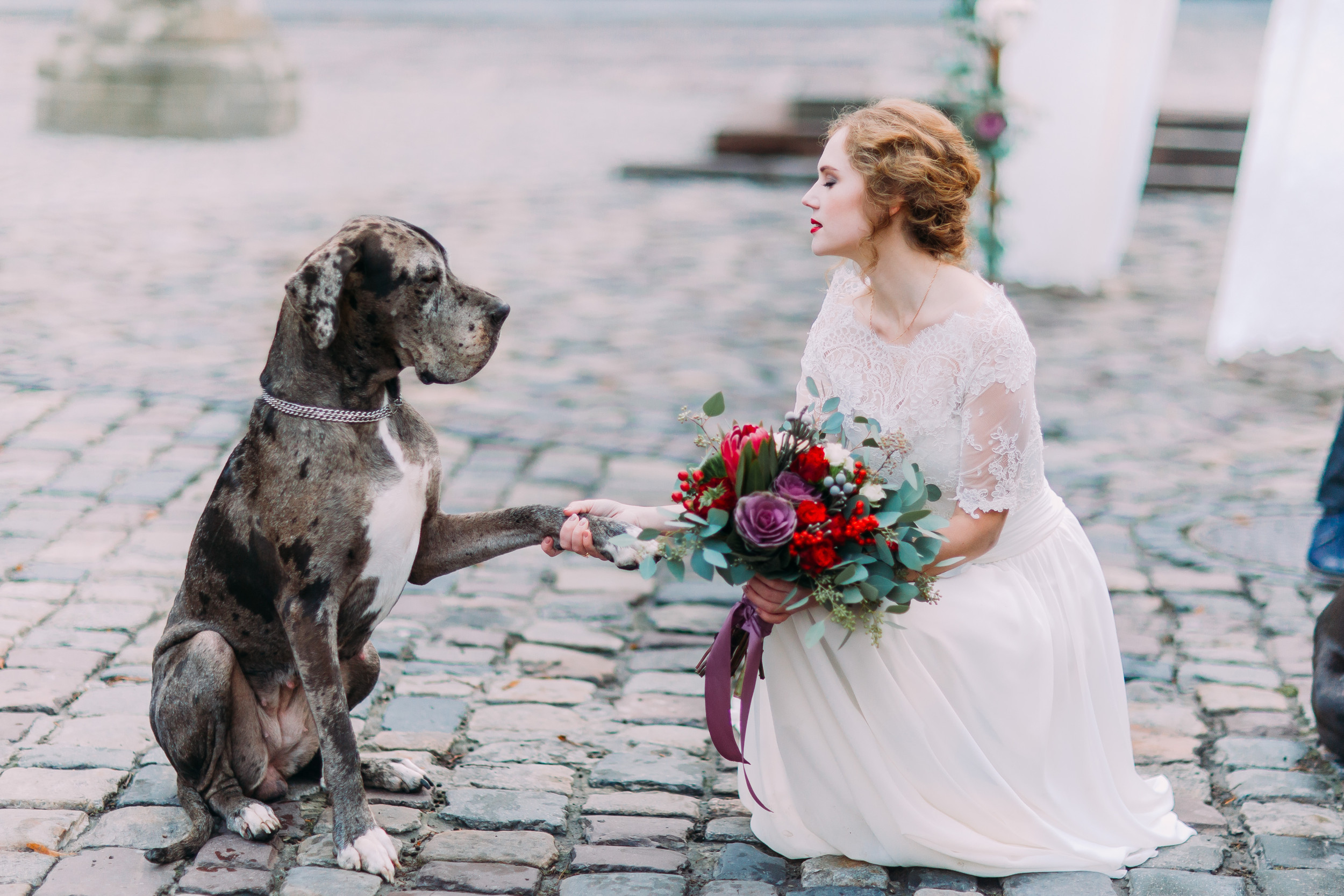 Bride’s First Dance Is Gatecrashed by Lovely Canine: ‘Stole the Present’