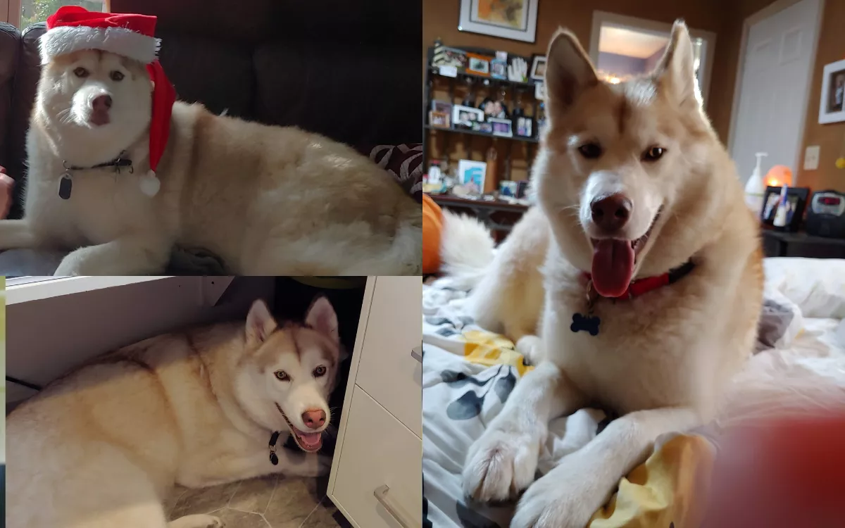 Kenai the Rescued Emotional-Support Dog Wins Pet of the Week