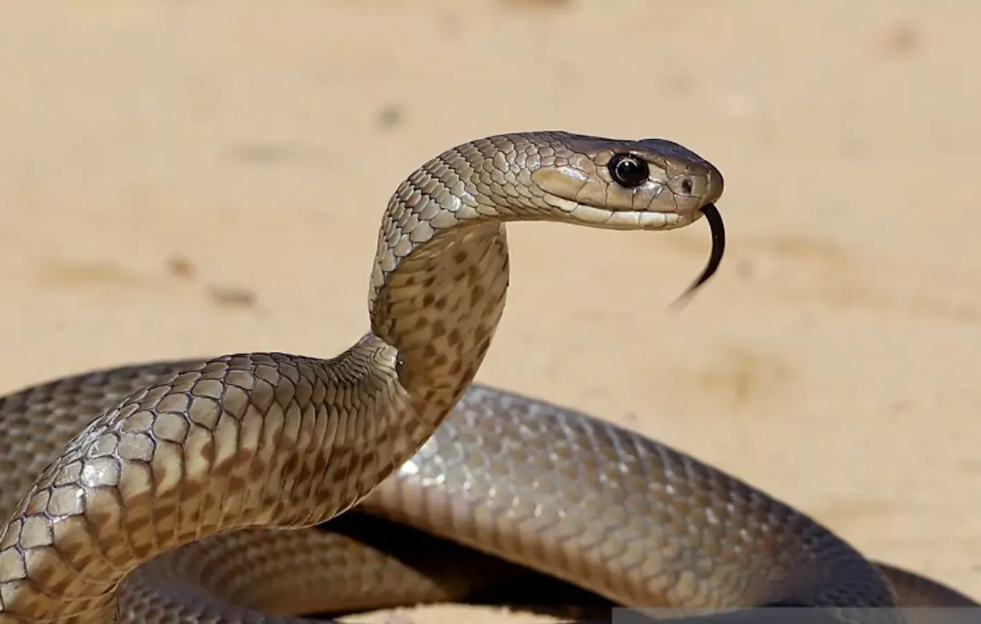 Venomous Snake Slithers Into Daycare, Hospitalizes Toddler - Vimarsana News
