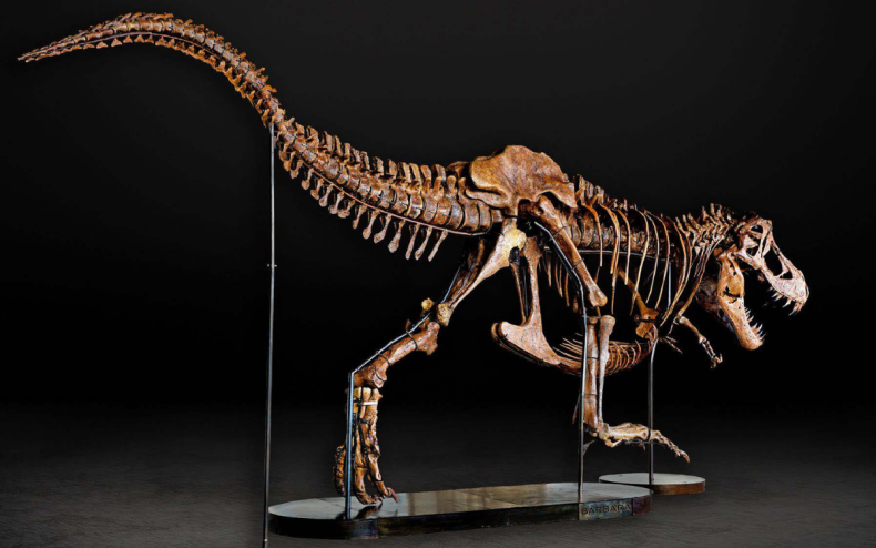 Barbara the pregnant T-Rex dinosaur skeleton.