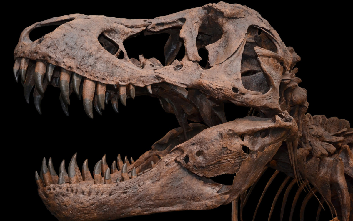 T-Rex dinosaur skeleton with open mouth (1) - High detailed Prehistoric  animal HD Paleoart