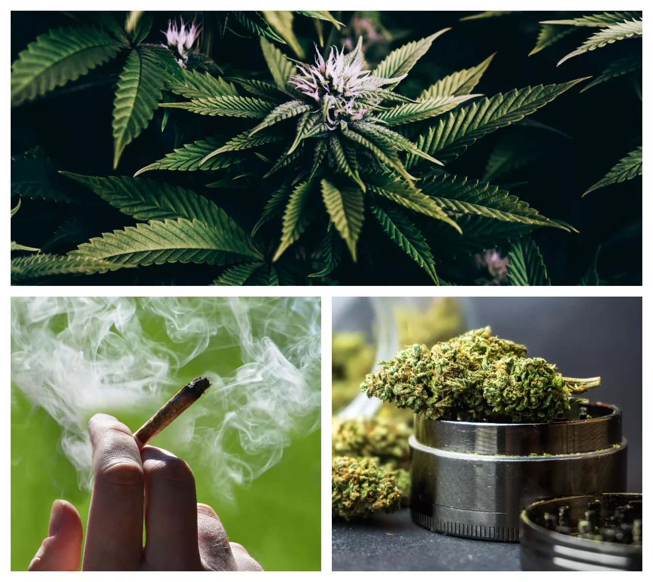 How to Quit Weed Cold Turkey - Vimarsana News