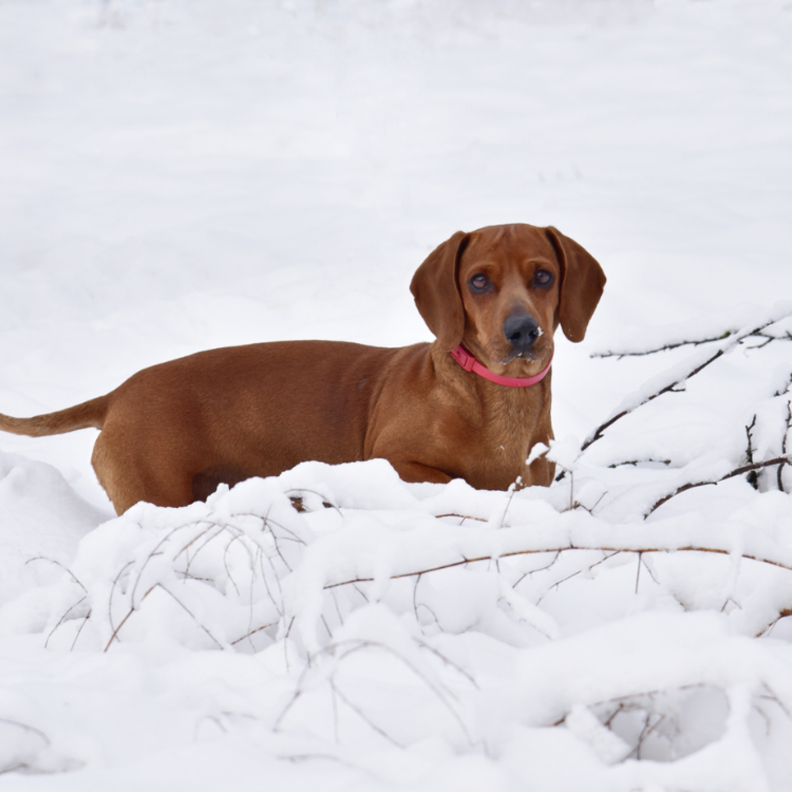 Primark dachshund 2025 through the snow