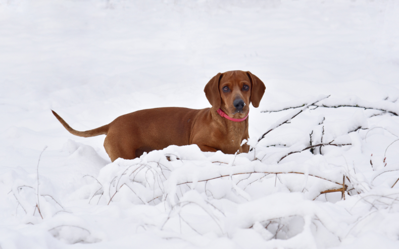A Dachshund puppy dog in the snow.