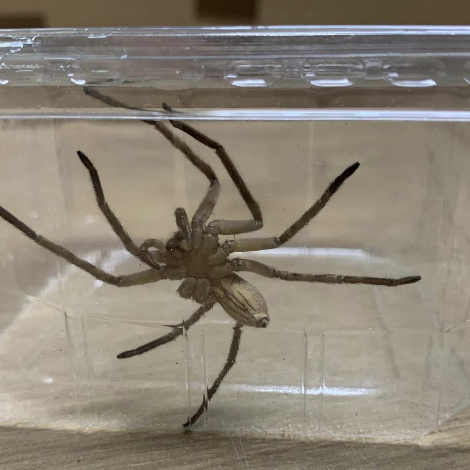 Enormous Spider With Very Nasty Bite Found in Bananas at Grocery Store