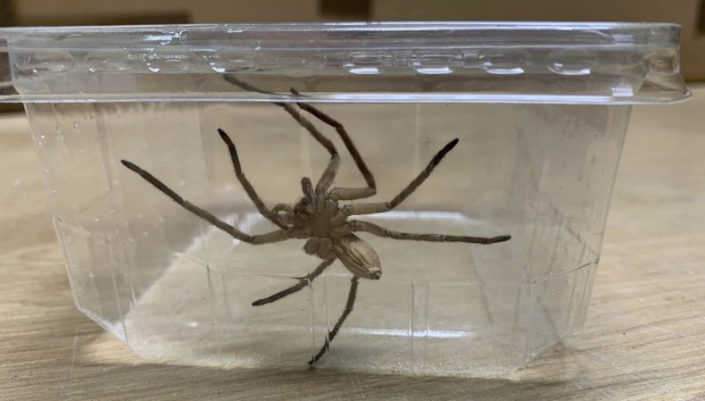 Giant crab spider in box