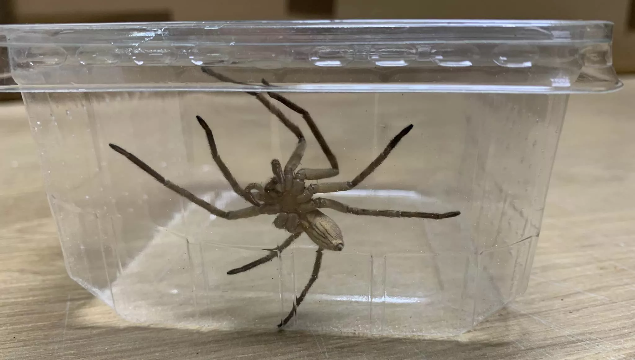 Enormous Spider With Very Nasty Bite Found in Bananas at Grocery Store - Vimarsana News