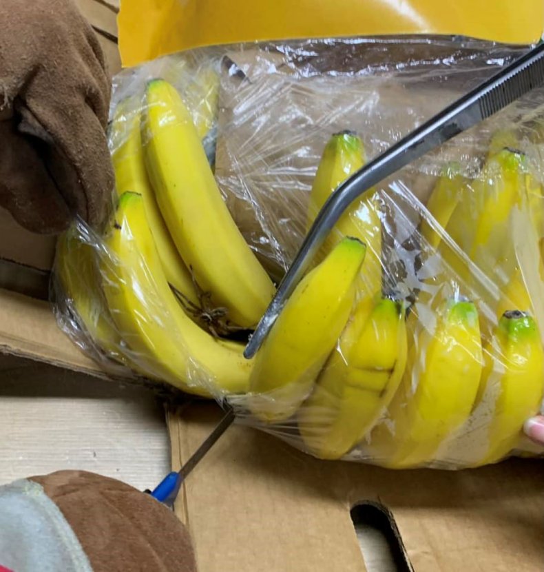 spider in bananas