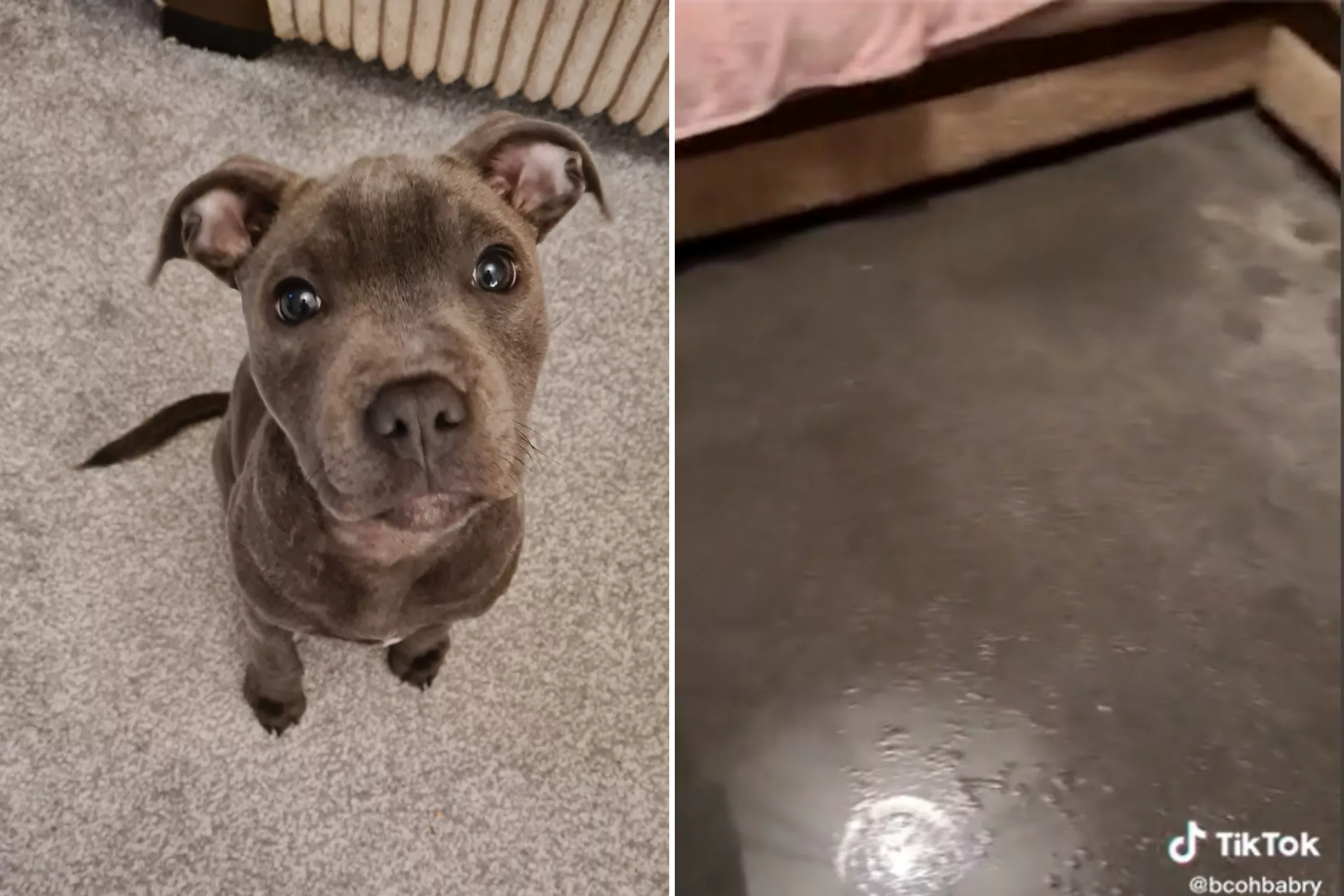 'Disaster': House Flooded After Puppy Chews Through Water Supply - Vimarsana News